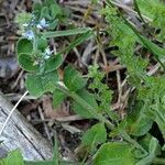 Veronica officinalis habit picture by Petr Harant (cc-by-sa)