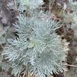 Artemisia arborescens leaf picture by houseofleaves (cc-by-sa)