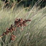 Juncus acutus fruit picture by Sylvain Piry (cc-by-sa)