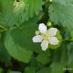 Fragaria vesca flower picture by Mariana Lafranconi (cc-by-sa)