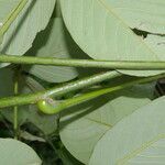 Piscidia carthagenensis leaf picture by Nelson Zamora Villalobos (cc-by-nc)