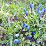 Gentiana pumila flower picture by Kris Pelser (cc-by-sa)