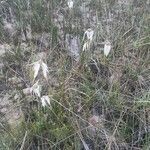 Rhynchospora colorata habit picture by Eli Small (cc-by-sa)