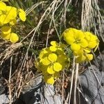 Erysimum rhaeticum flower picture by mathieu ma (cc-by-sa)