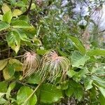 Clematis tangutica flower picture by David Hoppenstein (cc-by-sa)