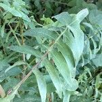 Sonchus tenerrimus leaf picture by Daniel Barthelemy (cc-by-sa)