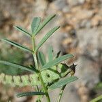 Hippocrepis ciliata leaf picture by Llandrich anna (cc-by-sa)