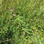 Comarum palustre habit picture by Francois Mansour (cc-by-sa)