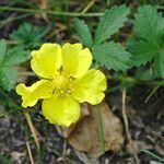 Potentilla reptans habit picture by Stefan Kamps (cc-by-sa)