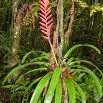 Vriesea ensiformis habit picture by Renato Lima (cc-by-nc-sa)