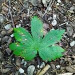 Astrantia carniolica leaf picture by Plantae Lucorum (cc-by-sa)