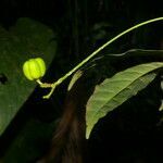 Galipea dasysperma fruit picture by Nelson Zamora Villalobos (cc-by-nc)