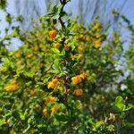 Berberis microphylla flower picture by Celis Diego (cc-by-sa)