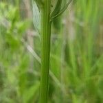 Dactylorhiza maculata habit picture by chris rahner (cc-by-sa)