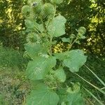 Arctium lappa habit picture by Krzysztof Golucki (cc-by-sa)