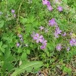 Geranium sylvaticum habit picture by Gaël Pouzerate (cc-by-sa)