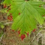 Acer glabrum leaf picture by Chase Hammack (cc-by-sa)