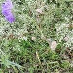 Scabiosa columbaria habit picture by Serge Facchin (cc-by-sa)