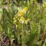 Pedicularis tuberosa flower picture by Michel van den Bogaert (cc-by-sa)