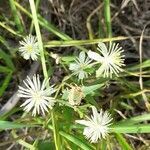 Clematis campestris flower picture by Trap Hers (cc-by-sa)