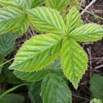 Rubus divaricatus leaf picture by Sabina Hartmann (cc-by-sa)