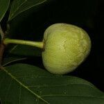 Annona pruinosa fruit picture by Nelson Zamora Villalobos (cc-by-nc)