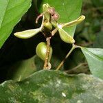 Rinorea hummelii fruit picture by Nelson Zamora Villalobos (cc-by-nc)