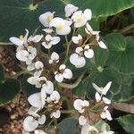 Begonia fernandoi-costae flower picture by Lorenzi Harri (cc-by-sa)