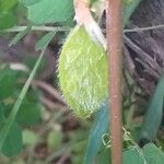 Vicia hybrida fruit picture by Laurent GUILLAUME (cc-by-sa)