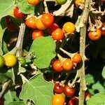 Solanum violaceum fruit picture by Dieter Albrecht (cc-by-sa)