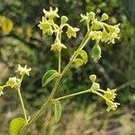 Helinus integrifolius flower picture by susan brown (cc-by-sa)