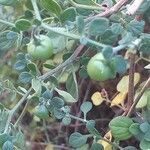 Salpichroa origanifolia fruit picture by Laurent GUILLAUME (cc-by-sa)