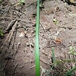 Carex gracillima leaf picture by PT (cc-by-sa)