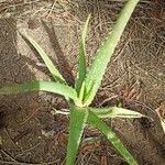 Aloe vera leaf picture by baba Ali (cc-by-sa)