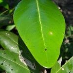 Avicennia bicolor leaf picture by Daniel Barthelemy (cc-by-sa)