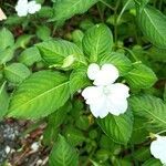 Impatiens flaccida flower picture by Dele Ste (cc-by-sa)