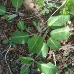 Anemopsis californica leaf picture by Liz Pucket (cc-by-sa)