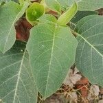 Datura metel leaf picture by Mohammad Faruqi (cc-by-sa)