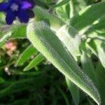 Anchusa officinalis leaf picture by Radbout Timmer (cc-by-sa)