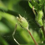 Stellaria media fruit picture by Emanuele Santarelli (cc-by-sa)