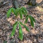 Aesculus glabra habit picture by yangsheng zhang (cc-by-sa)