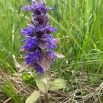 Ajuga genevensis flower picture by Jacek Gutowski (cc-by-sa)