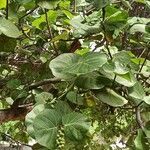 Coccoloba uvifera leaf picture by Pascal Bourgeois (cc-by-sa)