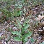 Epipactis atrorubens habit picture by Daniel Bourget (cc-by-sa)