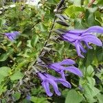 Salvia guaranitica flower picture by Andrade Eduardo (cc-by-sa)