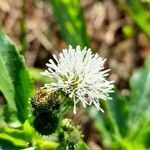 Gymnocoronis spilanthoides flower picture by Trap Hers (cc-by-sa)