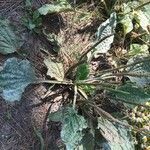 Plantago major leaf picture by Galán Toño (cc-by-sa)