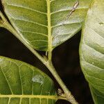 Brosimum alicastrum leaf picture by Nelson Zamora Villalobos (cc-by-nc)