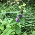 Mentha arvensis flower picture by ART ART (cc-by-sa)