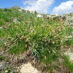 Carex sempervirens habit picture by Fabien Anthelme (cc-by-sa)